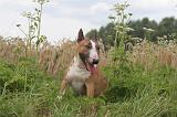 BULL TERRIER MINIATURE 020